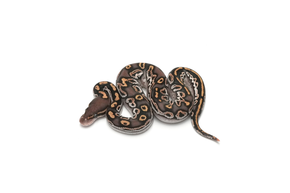 OD Blackpastel Mojave DH Monsoon Clown