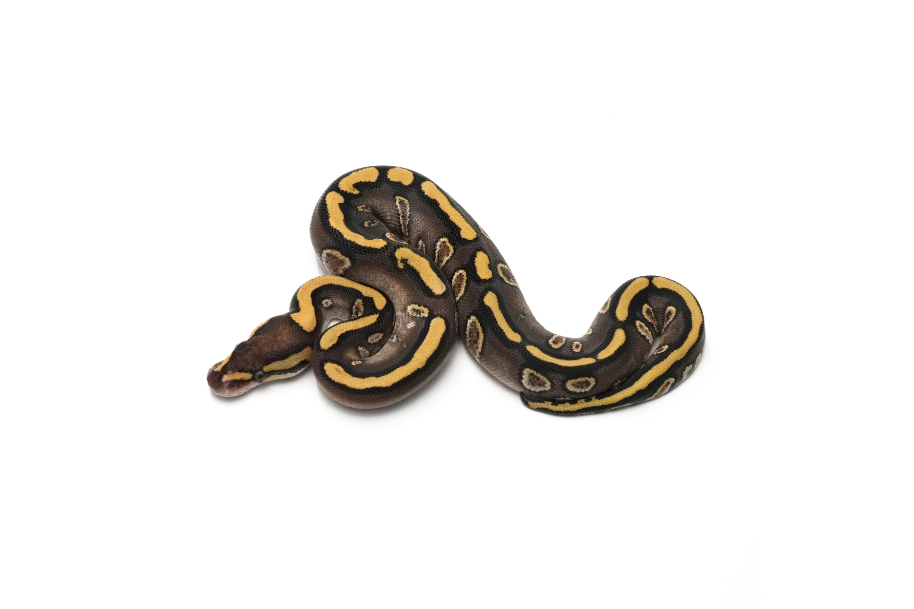 Calico Mojave Shatter Het Clown