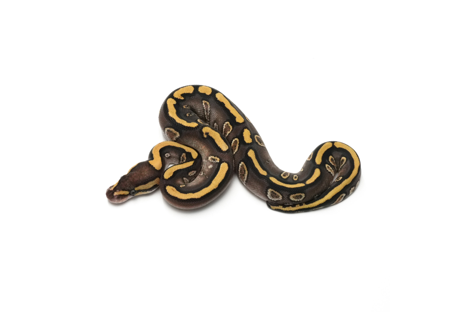 Calico Mojave Shatter Het Clown