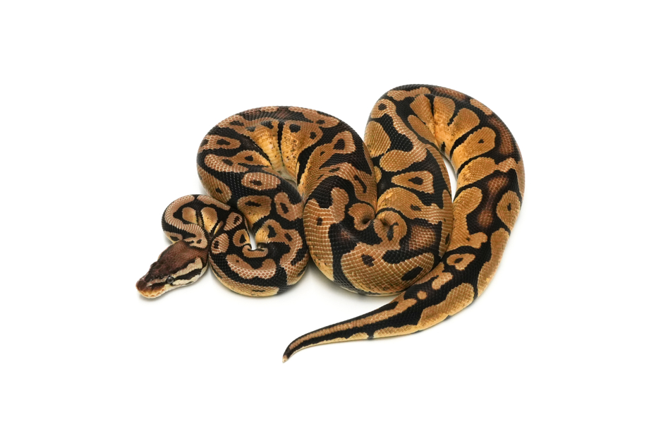 Pastel DH Sunset VPI Axanthic 50%DH Clown Pied