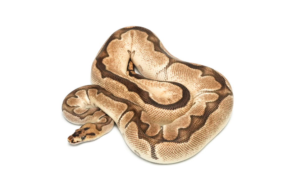 OD Blade Clown Het Pied (PB)
