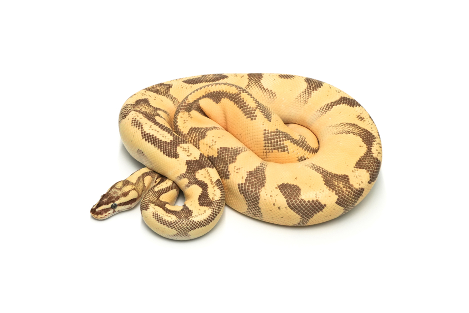 OD Enchi Fire Pastel Het Lavender (PB)