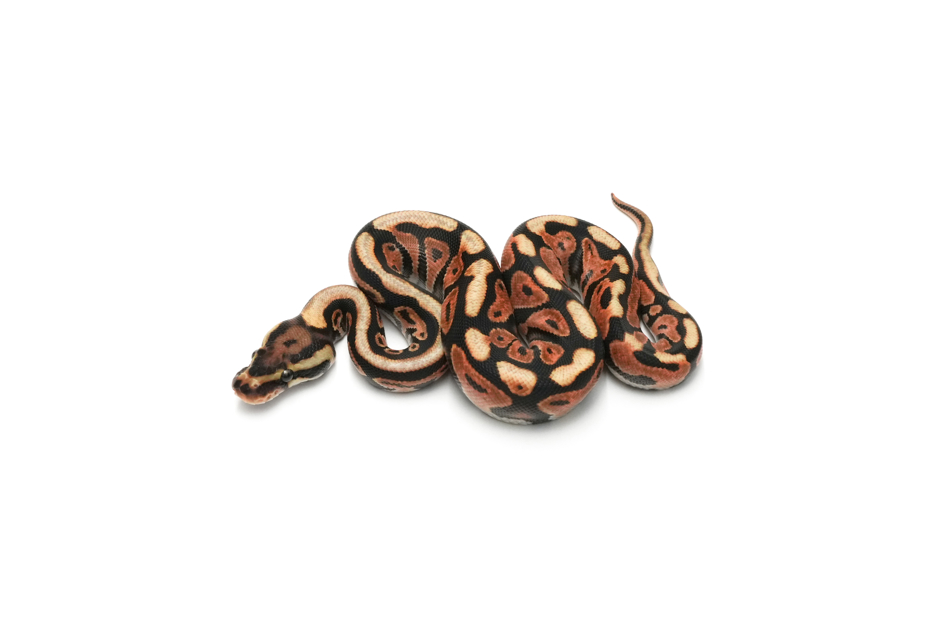 Blackpastel Enchi Spotnose DH Hypo Clown 66%DG 50%GS