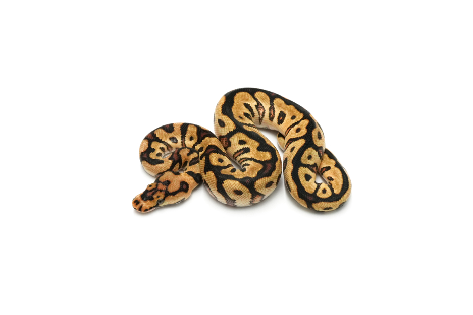 Spotnose Enchi Clown Het Hypo 66%DG 50%GS