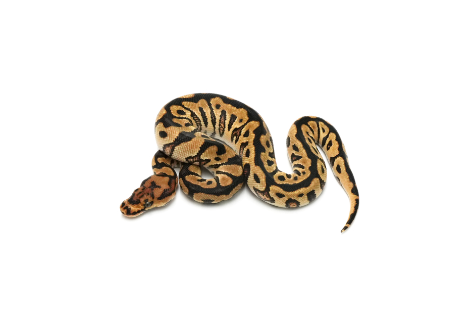 Spotnose Enchi Clown Het Hypo 66%DG 50%GS