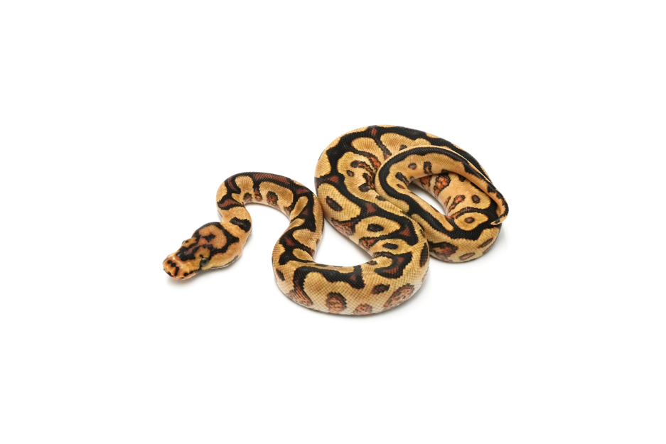 Enchi Spotnose YB Clown Het Hypo 66%DG 50%GS
