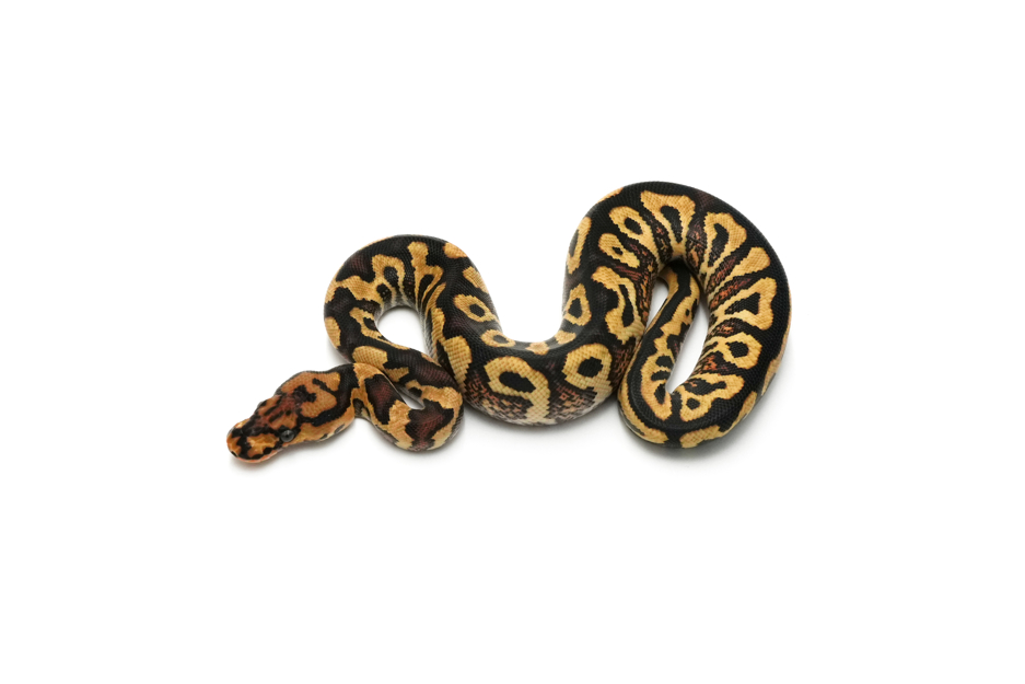 Spotnose YB Clown Het Hypo 66%DG 50%GS