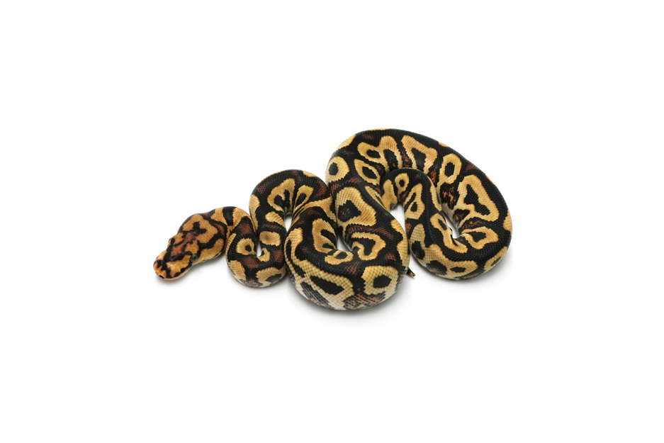 Spotnose YB Clown Het Hypo 66%DG 50%GS