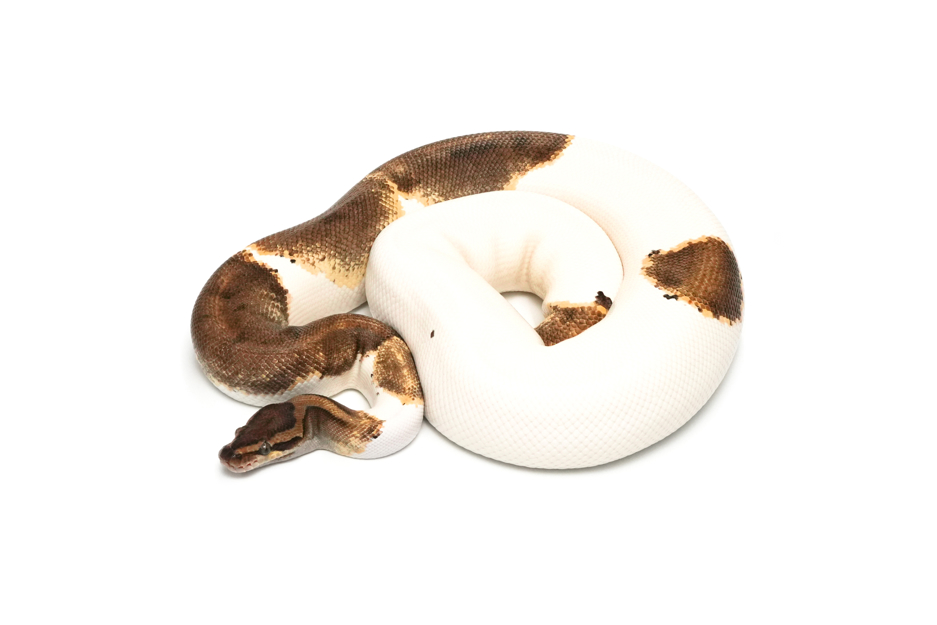 Mahogany Enchi Pied (PB)