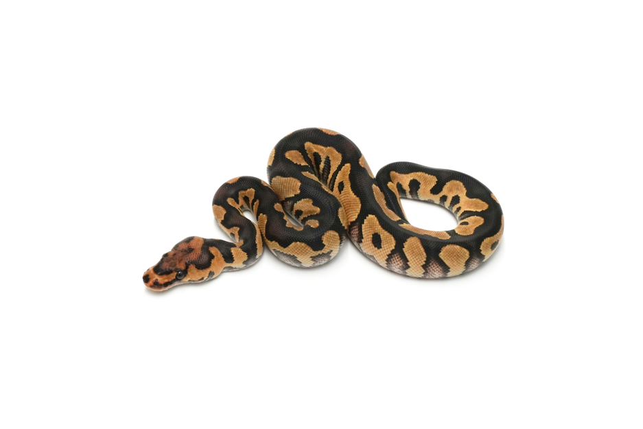 Chocolate YB Clown Het Hypo 66%DG 50%GS