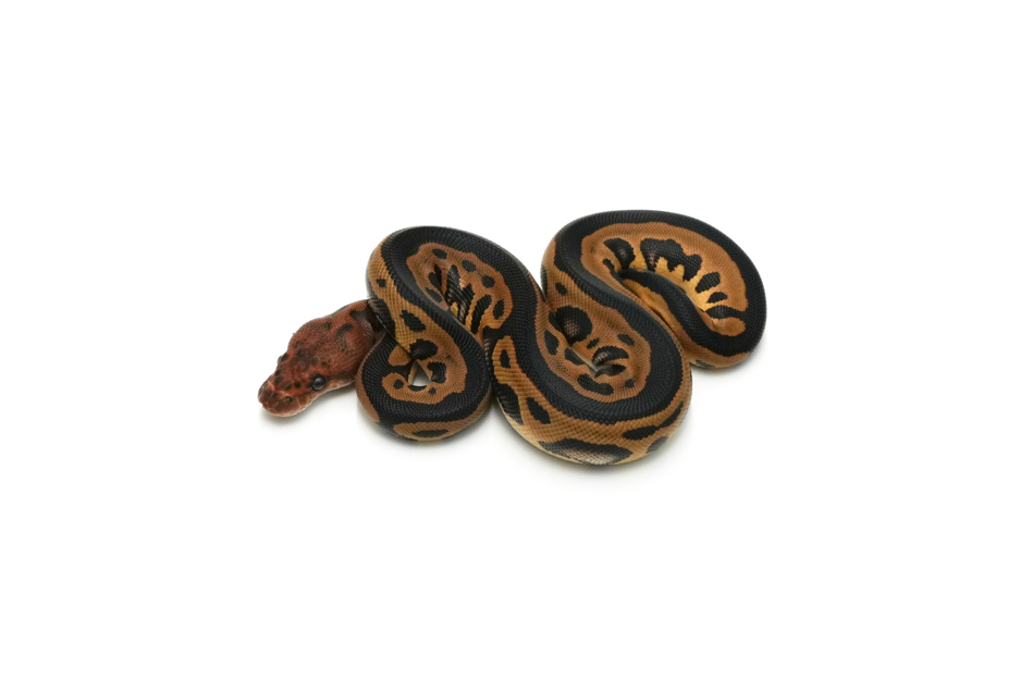 Leopard Mahogany Clown
