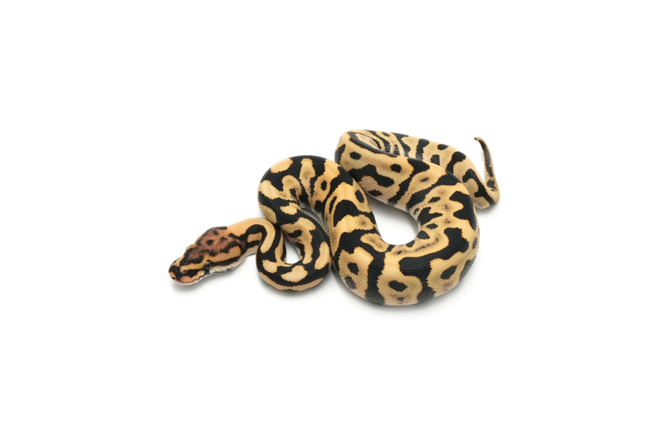 Leopard Spotnose DG Het Clown or Cryptic