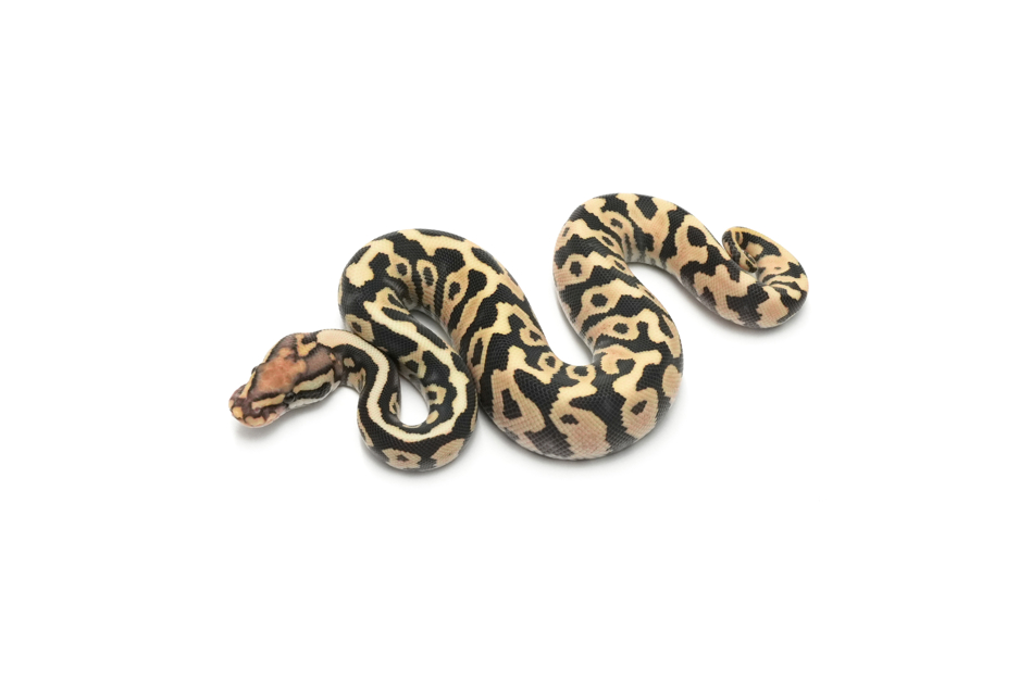 Hurricane Fire Spotnose DG Het Clown or Cryptic