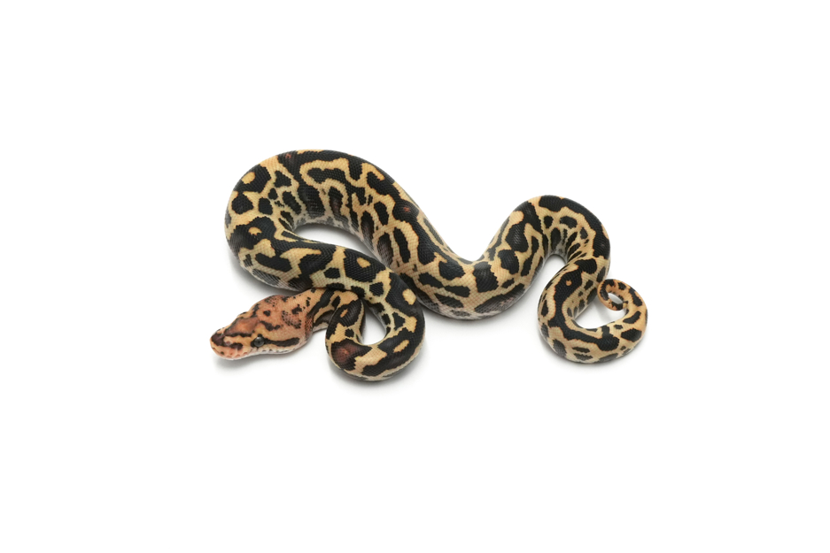 Hurricane Fire YB Leopard Spotnose Crypton 66%DG