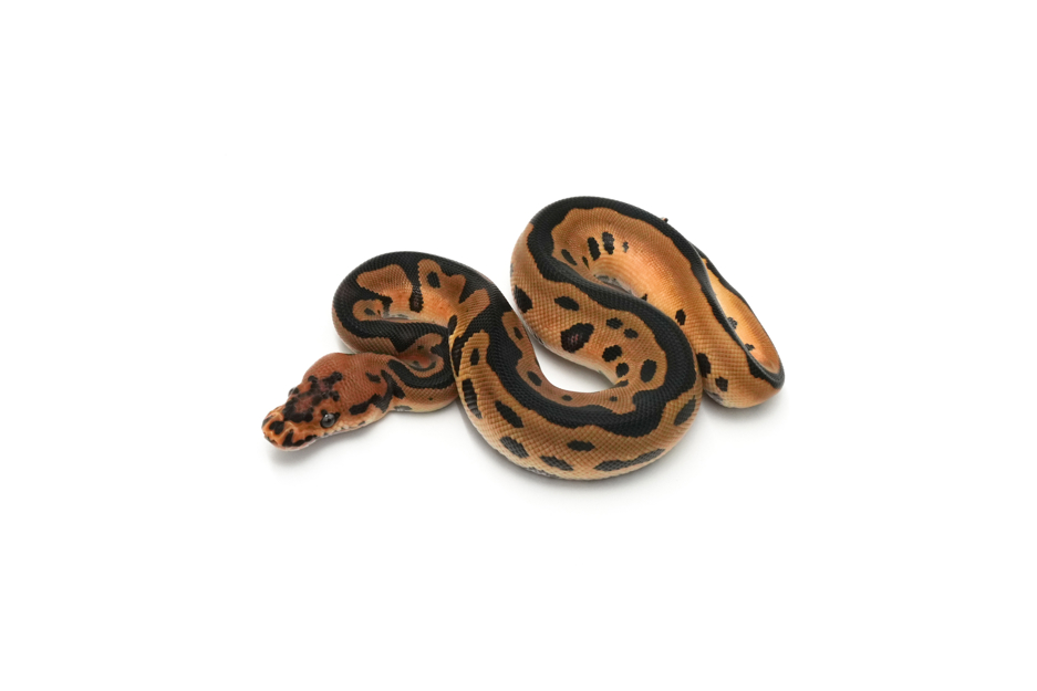 Leopard Clown Het Hypo 50%DH DG Pied