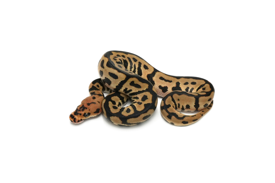 Batman Het Hypo 50%DH DG Pied