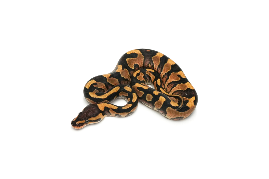 Wookie Enchi Het Clown 66%DG