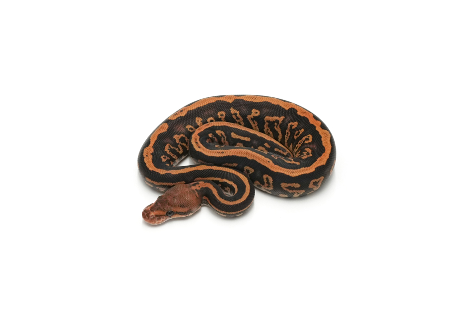 Cypress Confusion Spotnose DH Ultramel Clown