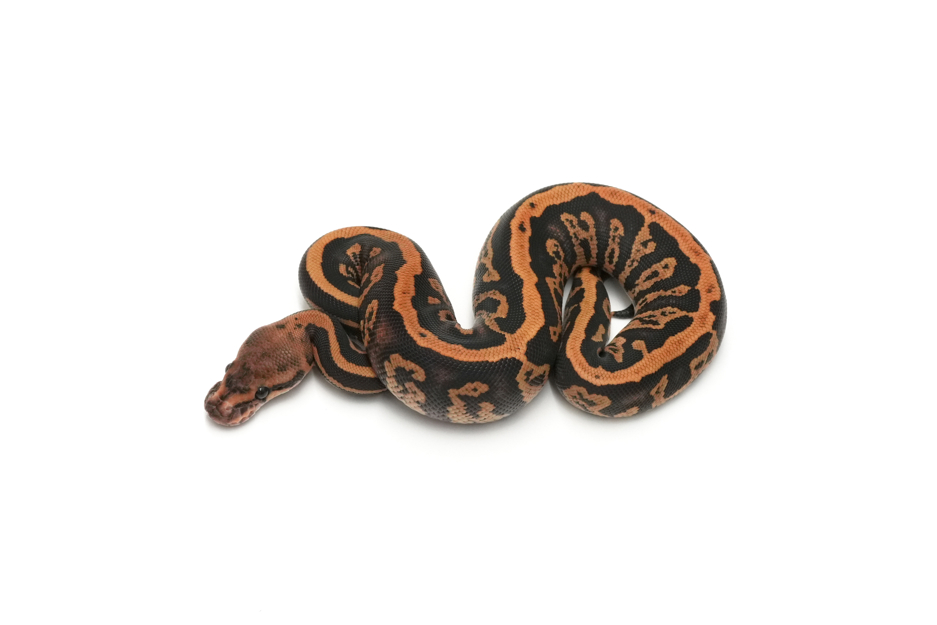 Leopard Confusion Fire DH Ultramel Clown