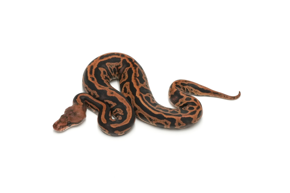 Cypress Confusion Leopard DH Ultramel Clown