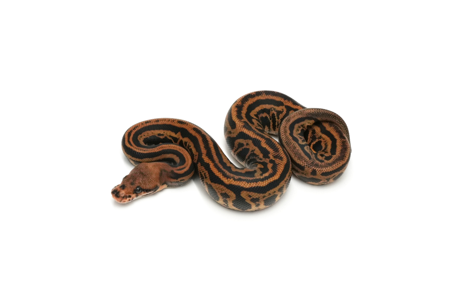 Cypress Confusion Leopard Spotnose DH Ultramel Clown