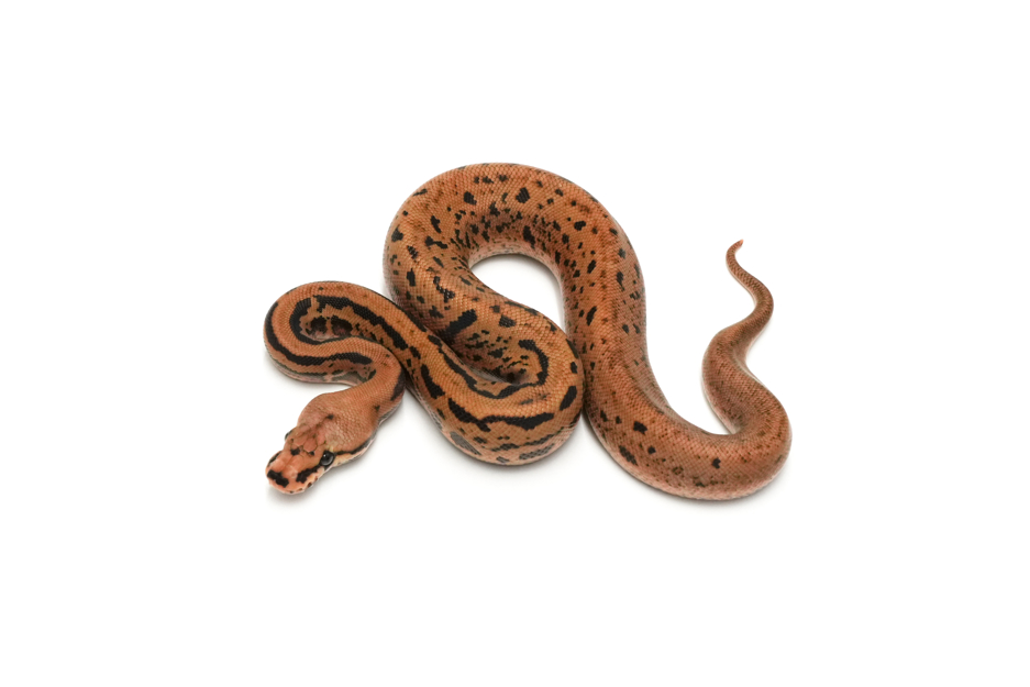 Confusion Fire Leopard Spotnose DH Ultramel Clown