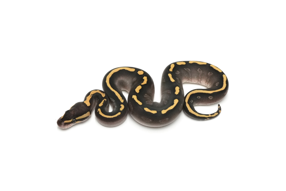 GHI Mojave YB DH Paint Clown