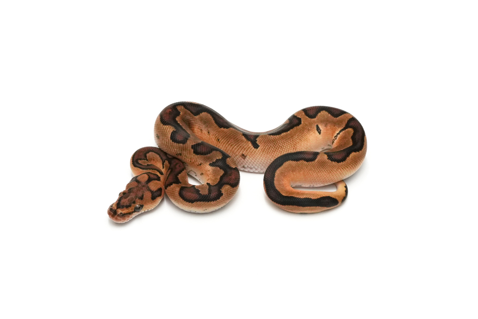 Pixel Enchi Clown Pos Redhead