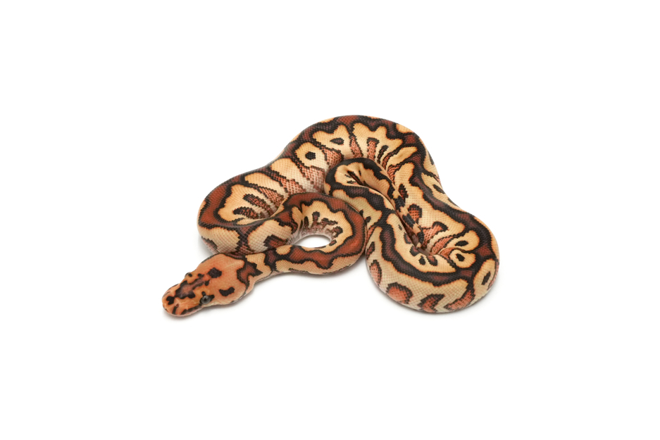 Redstripe Special Spotnose Clown Het DG 50%Hypo