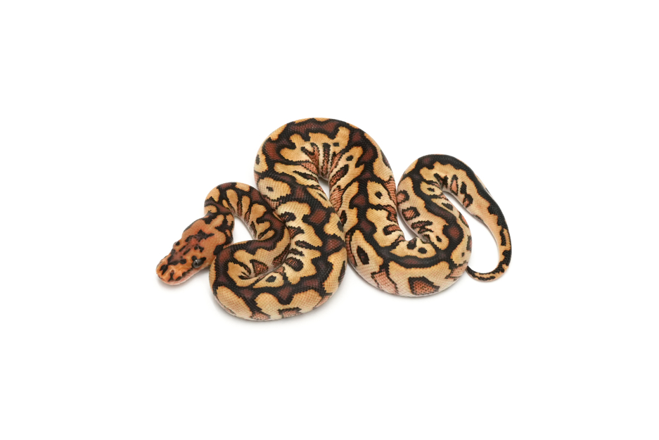 Special Spotnose Clown Het DG 50%Hypo