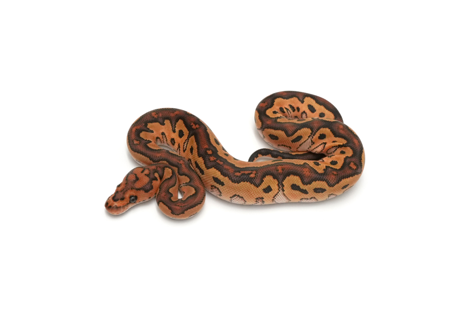 Redstripe Special Clown Het DG 50%Hypo