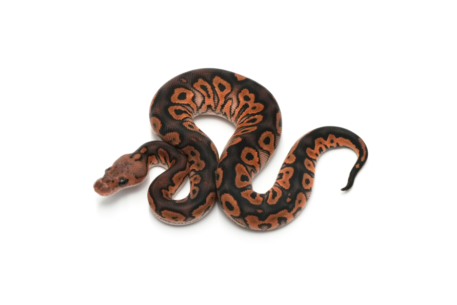 Blackpastel Clown Het DG 50%Hypo