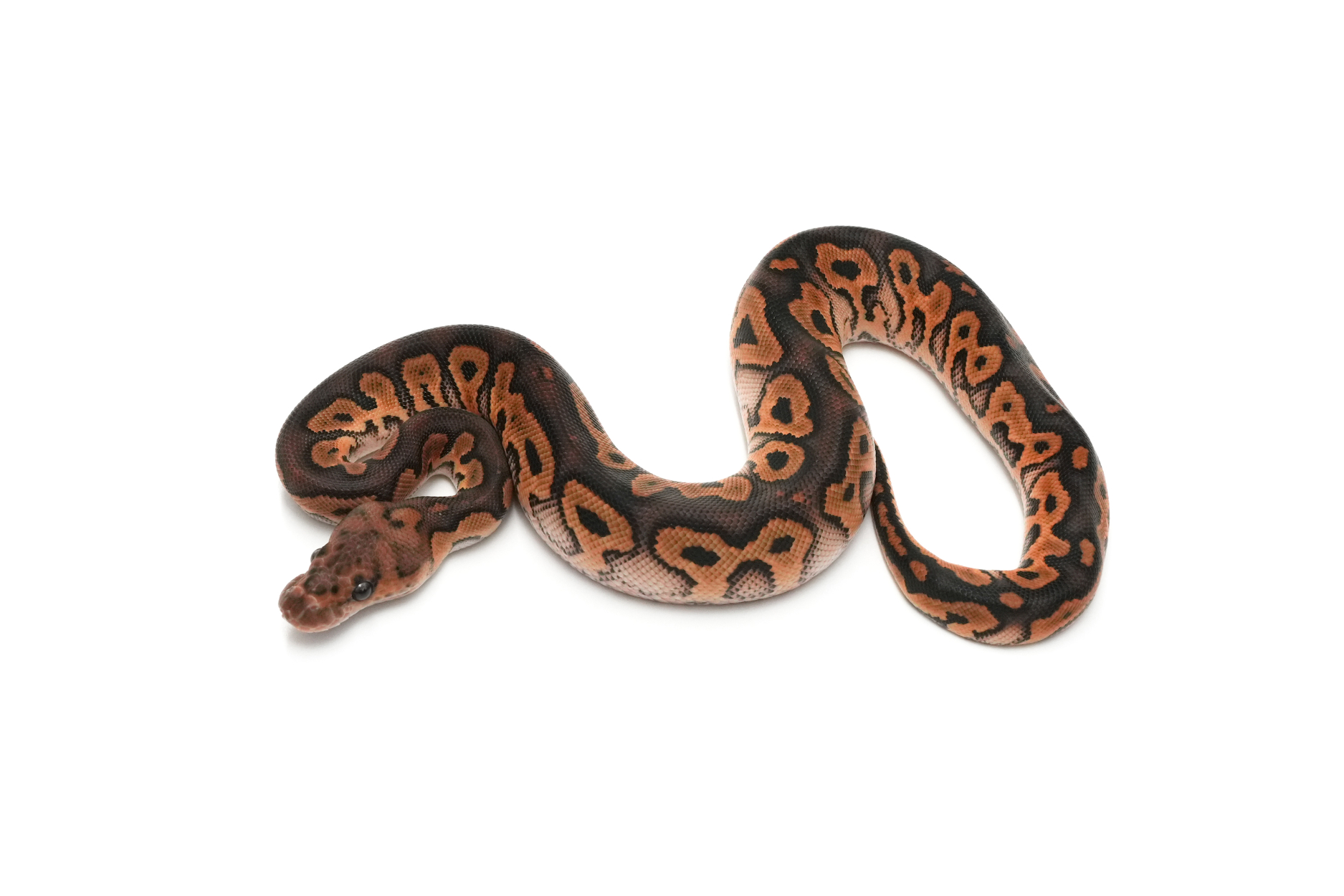 Blackpastel Clown Het DG 50%Hypo