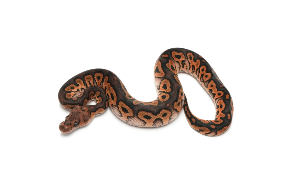 Blackpastel Clown Het DG 50%Hypo