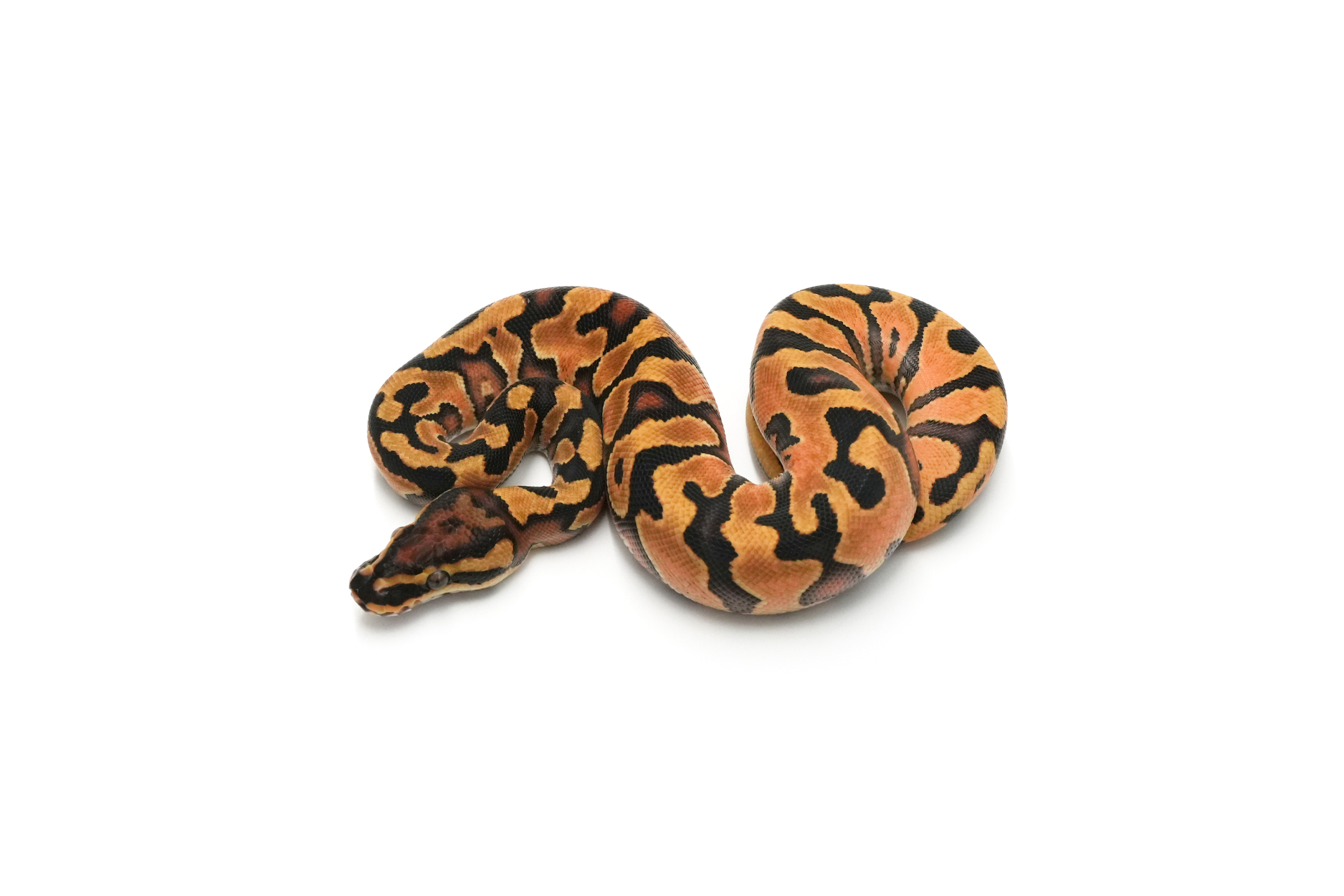 Enchi YB DH Hypo Monsoon
