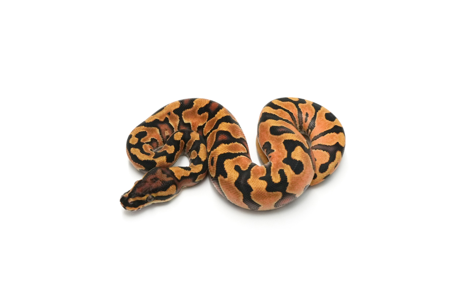 Enchi YB DH Hypo Monsoon