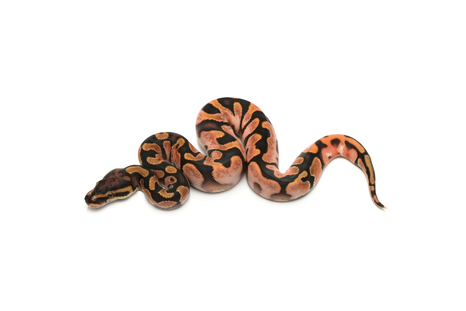 Calico YB DH Hypo Monsoon
