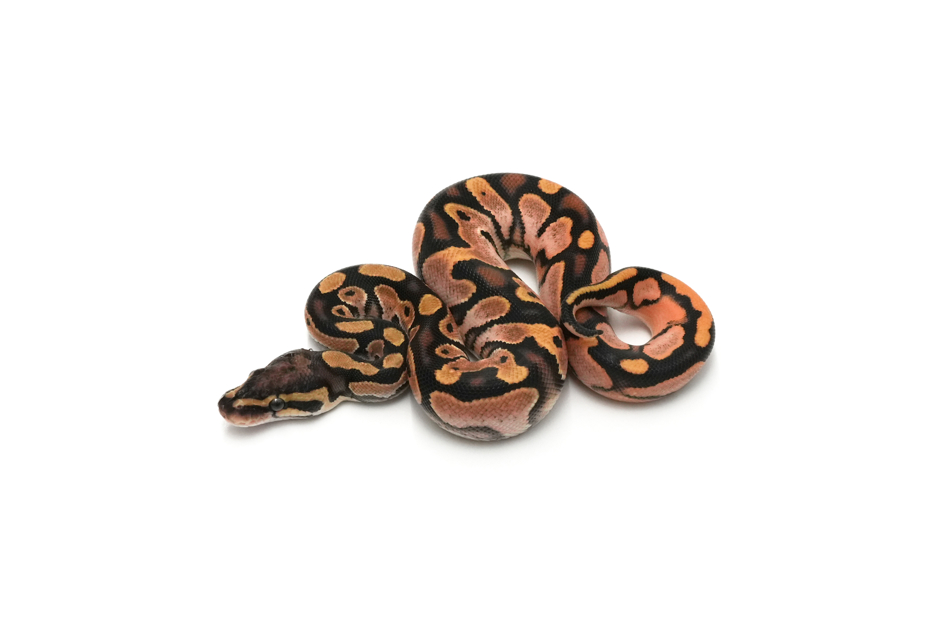 OD Calico DH Hypo Monsoon