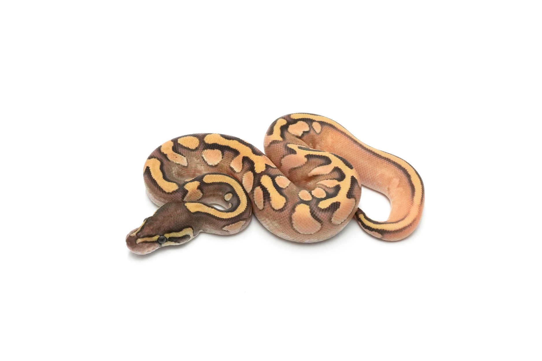 OD Enchi Mojave Calico DH Hypo Monsoon