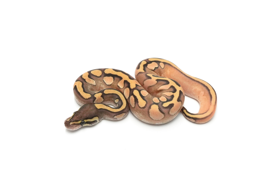 OD Enchi Mojave Calico DH Hypo Monsoon