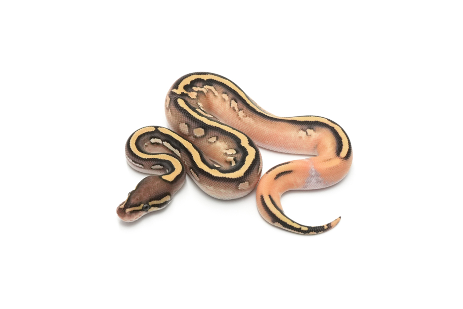 OD Mojave Calico YB DH Hypo Monsoon