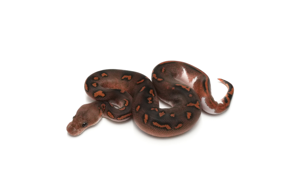 GHI Wookie Blackpastel Gravel Clown 50%Pied