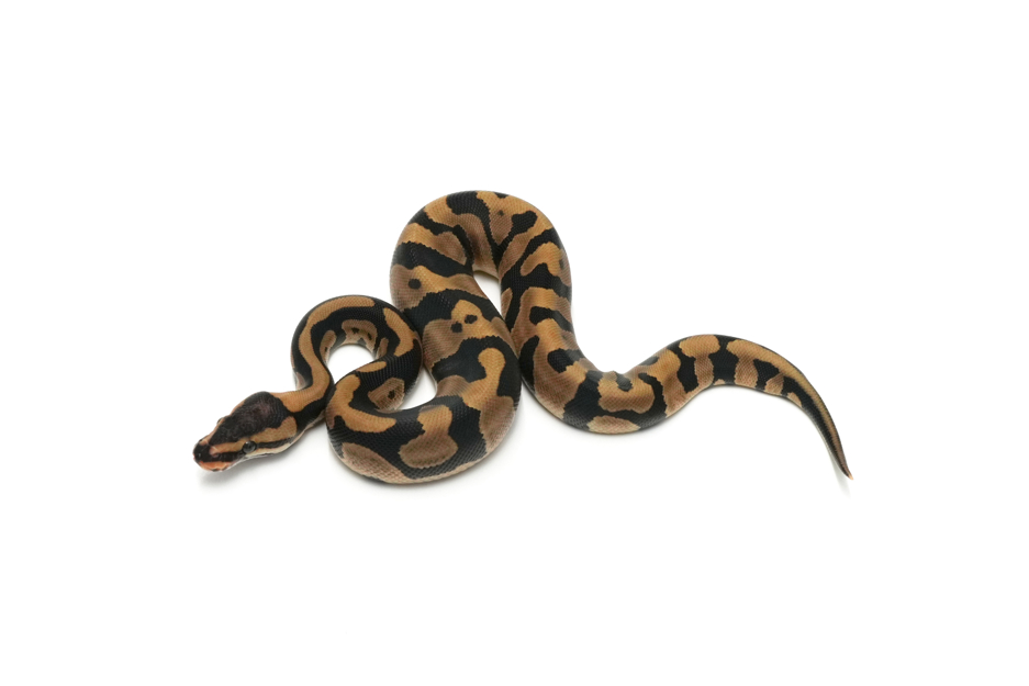 Confusion Chocolate Enchi Het DG Het Cryptic or Clown