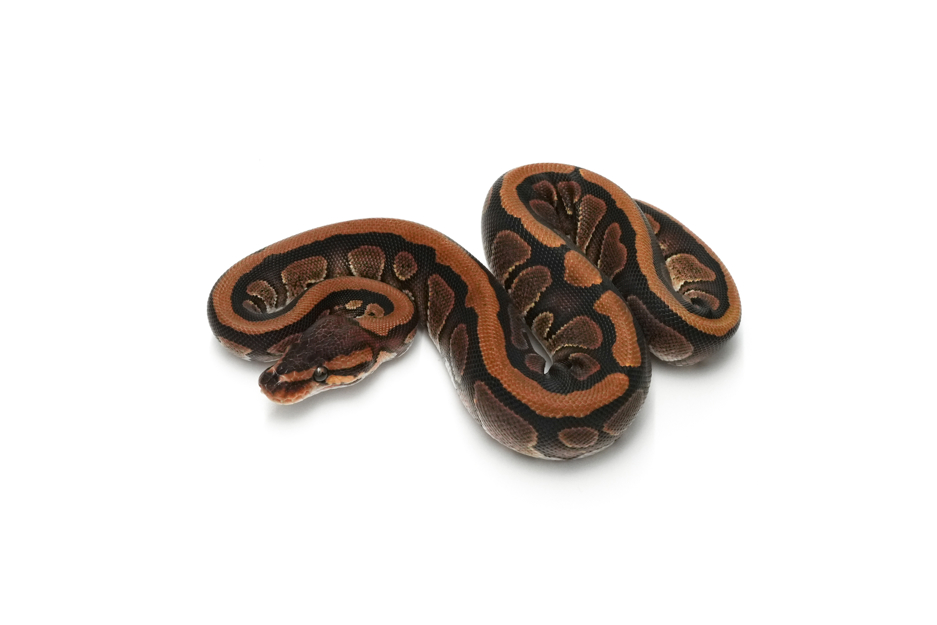 Mahogany Redstripe 66%Clown 50%GS