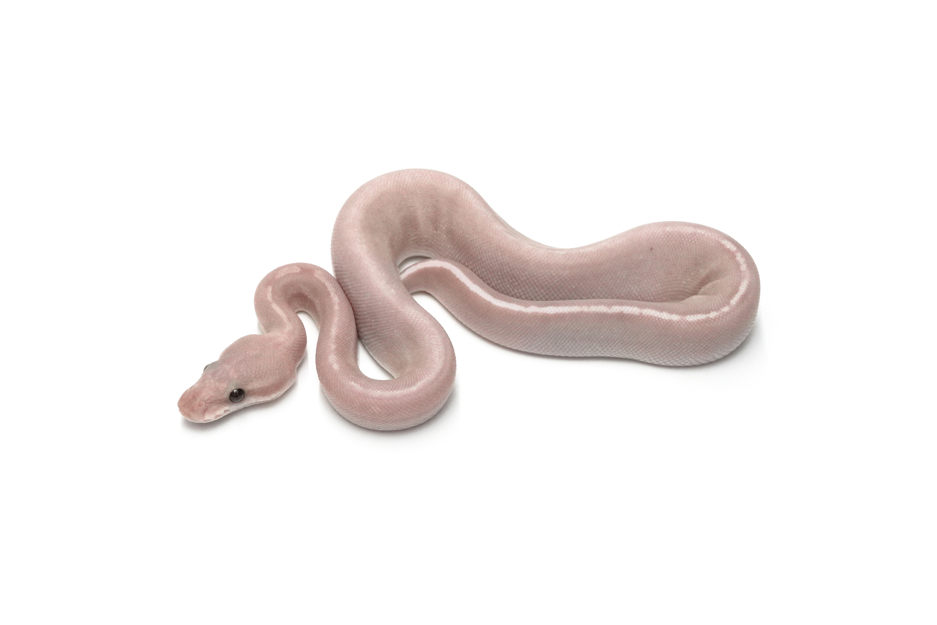 GHI Banana Mojave or Special YB Vanilla or Fire Het Monsoon 50%Pied Pos Blackhead