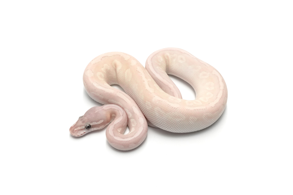 Banana Mojave or Special Leopard Spotnose Het Monsoon