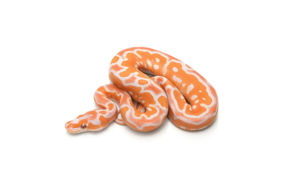 Spotnose Lavender 66%Clown 50%GS Pos Grail