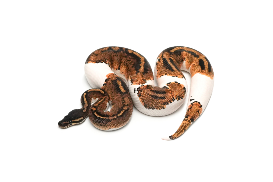Blackhead Gravel Pied Het Axanthic(Black&TSK)