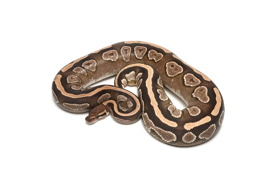 Mojave TH Axanthic(Black&TSK) Hypo Pied
