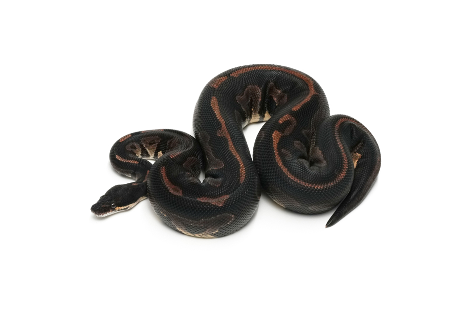 Blackhead Leopard Het Axanthic(Black&TSK)